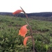 Gladiolus dalenii andongensis - Photo (c) carolineconradie, todos los derechos reservados