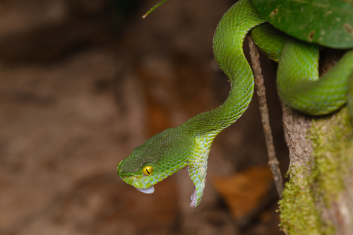 Trimeresurus macrops - Wikipedia