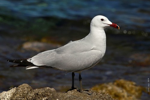 Audouin's Gull