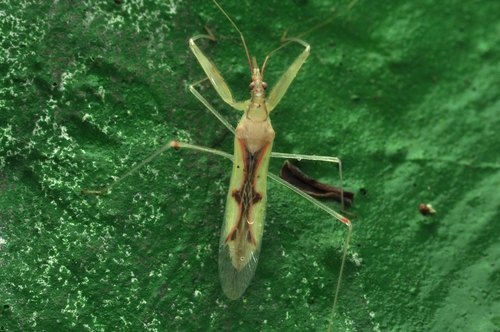 Gorpis japonicus · iNaturalist