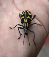 Exophthalmus nicaraguensis image