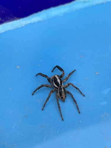 Pantropical Jumping Spider