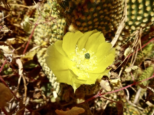 Bunny Ears Cactus