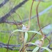 Caladenia paradoxa - Photo (c) Michael Warren, todos los derechos reservados, subido por Michael Warren