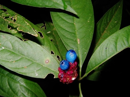 Palicourea colorata