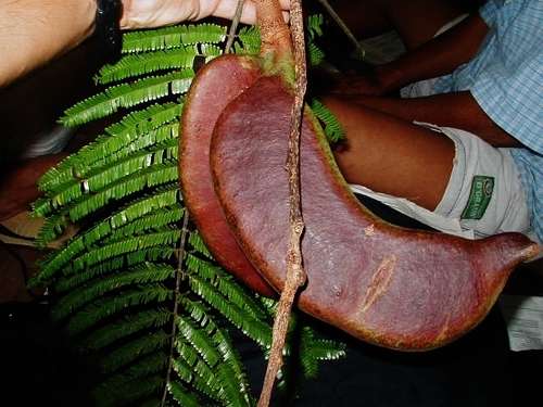Parkia multijuga