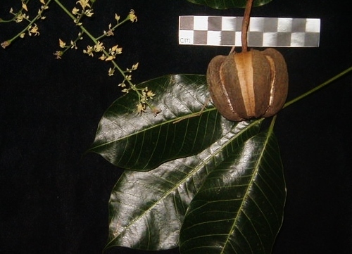 rubber tree