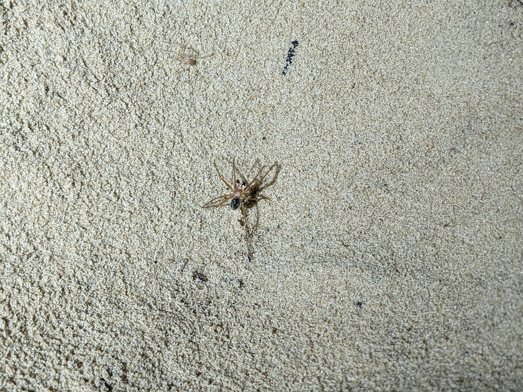 nesticus-from-sherwood-tn-37376-usa-on-june-11-2023-at-01-42-pm-by