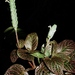 Fittonia albivenis - Photo (c) Marcos Silveira, כל הזכויות שמורות, הועלה על ידי Marcos Silveira