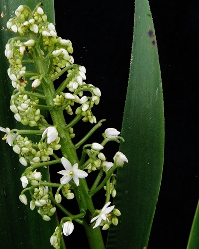 palmita