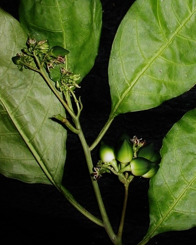 Solanum thelopodium