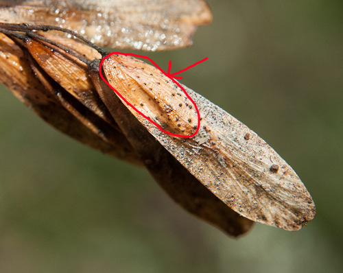 Diaporthe pterophila