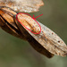 Diaporthe pterophila - Photo (c) Tig, todos os direitos reservados, uploaded by Tig