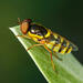 Odontomyia cincta - Photo (c) Chris Rorabaugh, כל הזכויות שמורות, הועלה על ידי Chris Rorabaugh