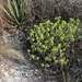 Sedum corynephyllum - Photo (c) Manuel Garcia, all rights reserved, uploaded by Manuel Garcia