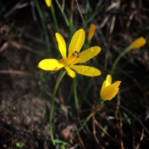 Narcissus cavanillesii Barra & G.López