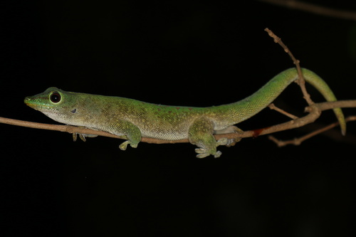 Koch's Giant Day Gecko