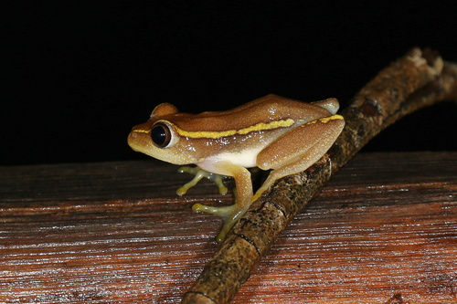 Andranolava Reed Frog