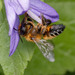 Willughby's Leafcutter Bee - Photo (c) sylvester_k, all rights reserved, uploaded by sylvester_k