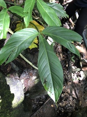 Philodendron tripartitum image