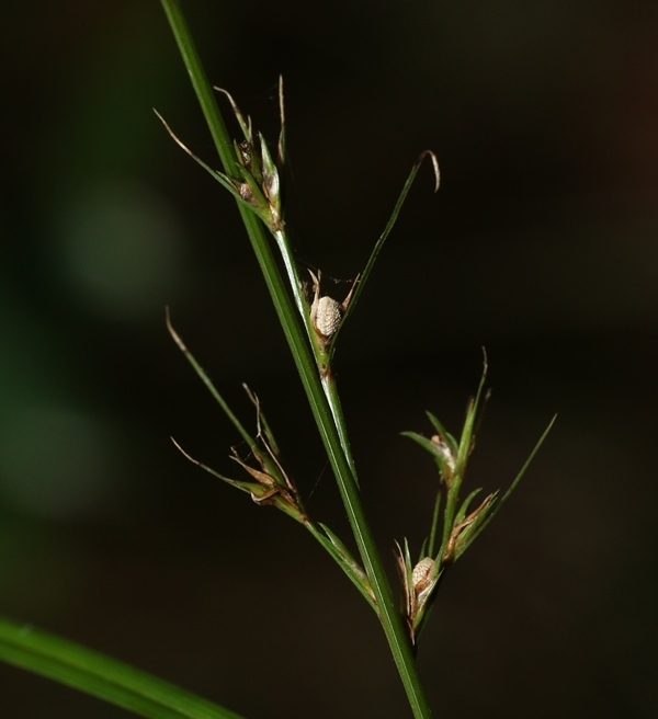 Scleria thwaitesiana (Scleria thwaitesiana)