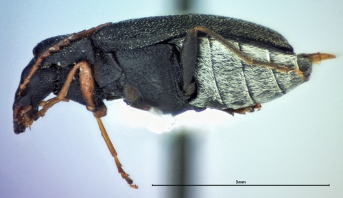 Mycterus canescens