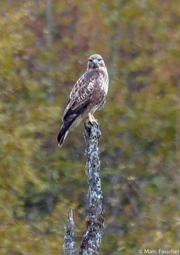 Eastern Buzzard
