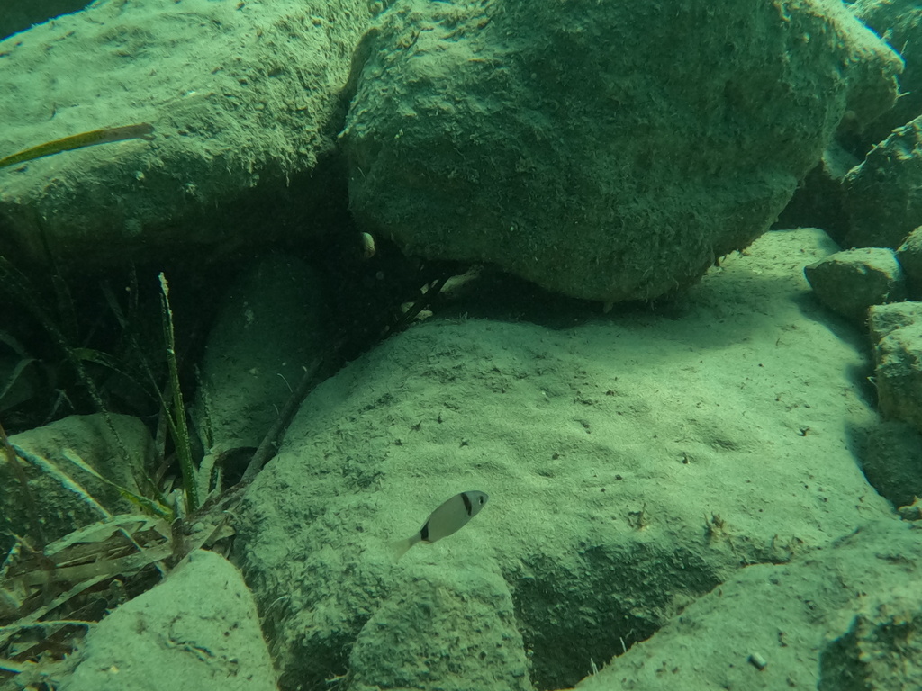 Common Two-banded Sea Bream