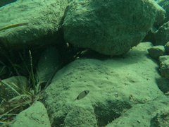 Common Two-banded Sea Bream