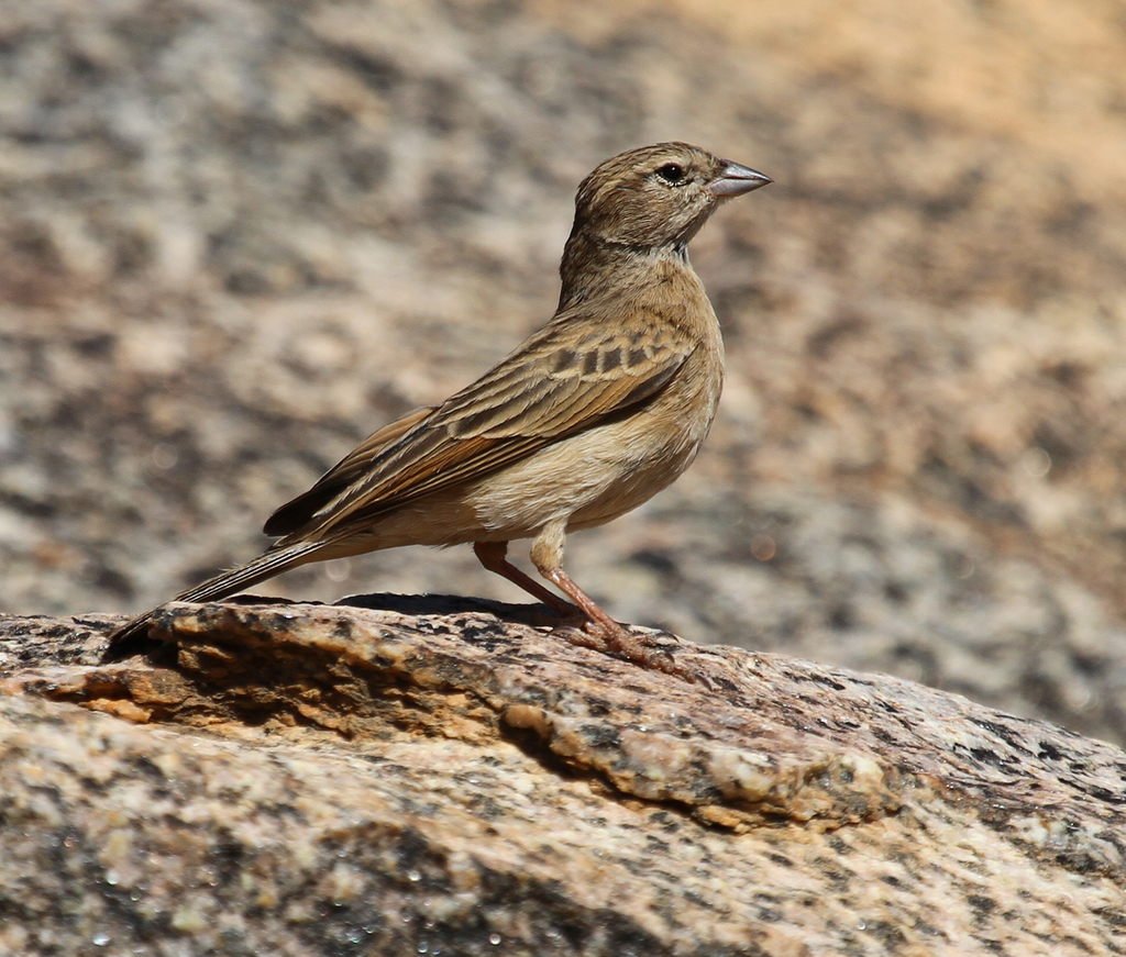 Lark-like Bunting photo