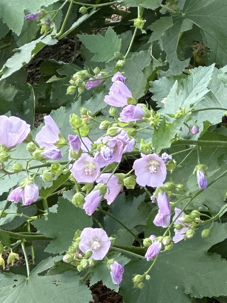 streambank wild hollyhock from E Old Penitentiary Rd, Boise, ID, US on ...