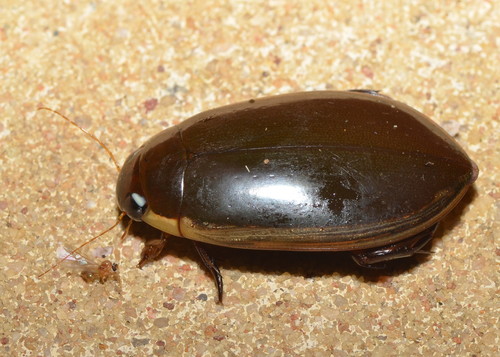 Cybister tripunctatus (Olivier, 1795)