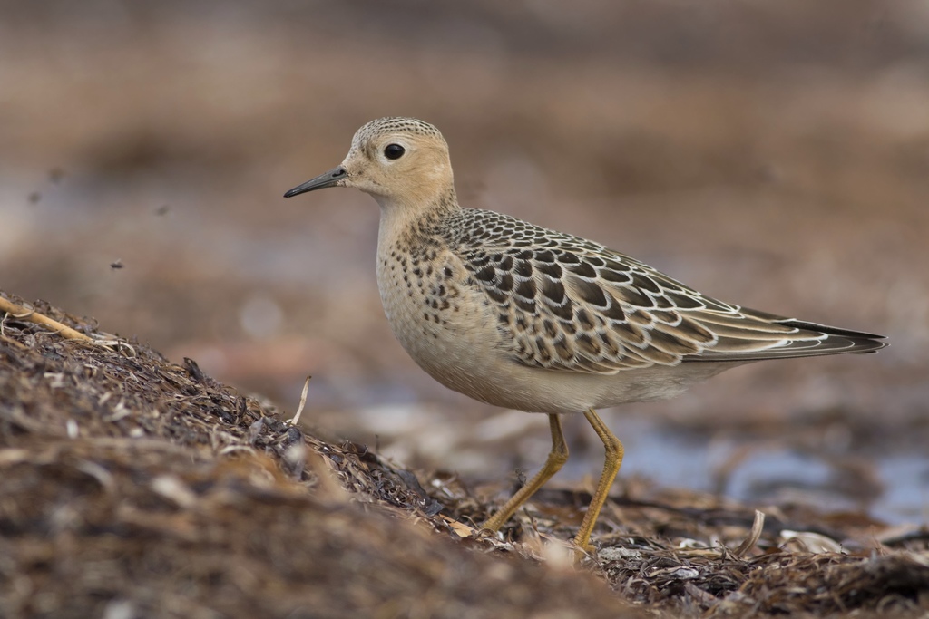 Buff-breasted Sandpiper photo