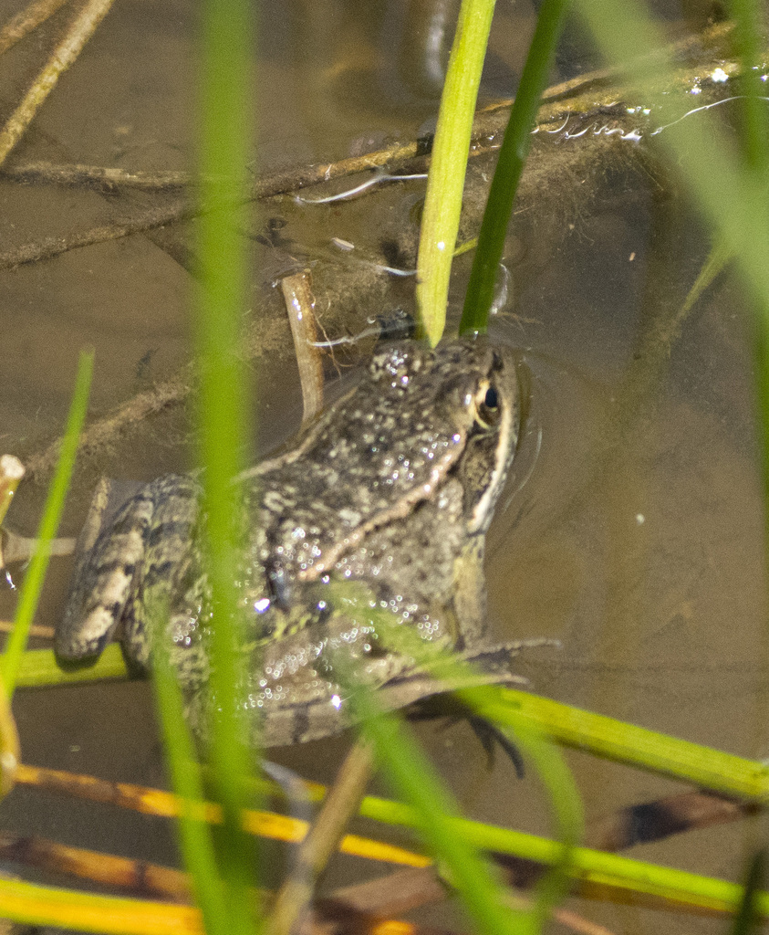 California Red-legged Frog in June 2023 by Henry Fabian · iNaturalist