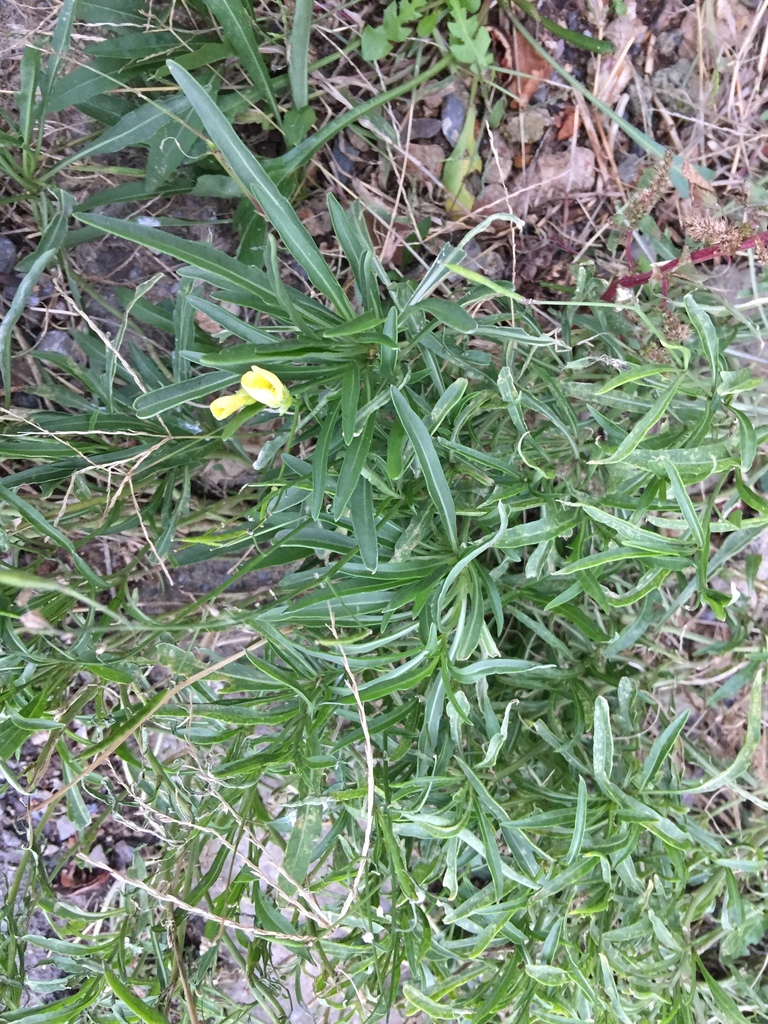 Perennial Wall-rocket from Burgazadası, Burgazadası Mahallesi, 34975
