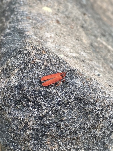 iNaturalist observation photo of Red Net-winged Beetle