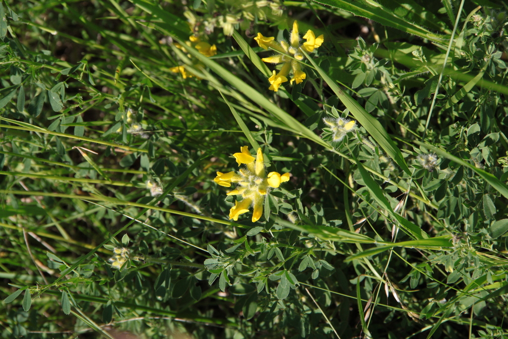 Chamaecytisus supinus from 687 64 Horní Němčí, Česko on June 11, 2023 ...