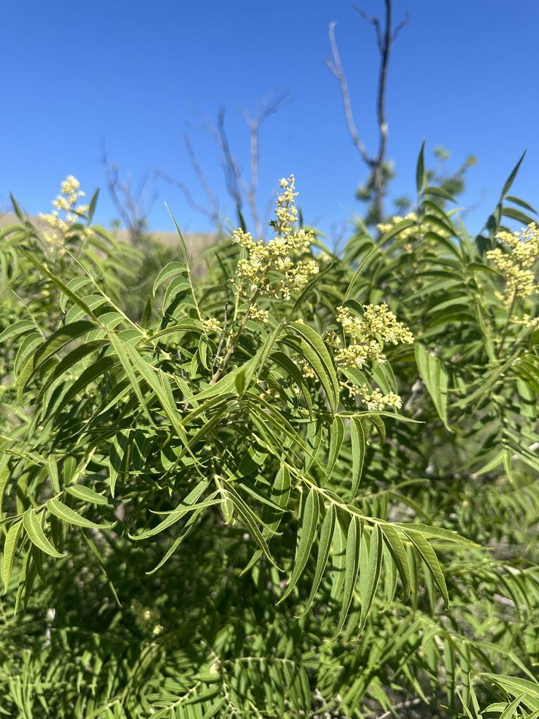 Prairie flameleaf sumac from Big Bend National Park, Alpine, TX, US on