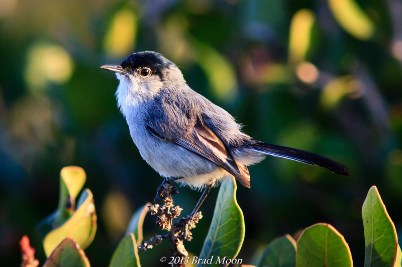 Coastal California Gnatcatcher (Polioptila californica californica)