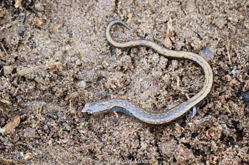 Black-bellied Slender Salamander