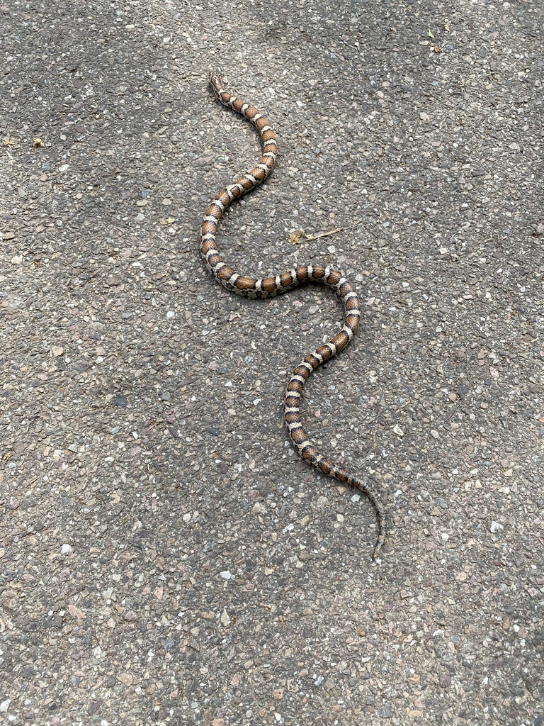 Eastern Milksnake from Island Line Trail, Burlington, VT, US on June 12 ...