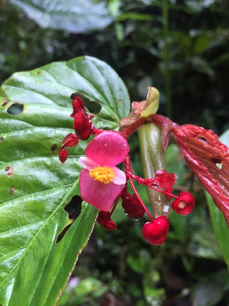 Begonia consobrina · iNaturalist NZ