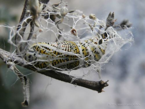 Acronyctodes mexicanaria