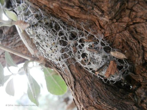 Acronyctodes mexicanaria