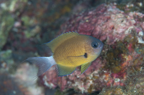 Allen's Chromis (Pycnochromis alleni) · iNaturalist