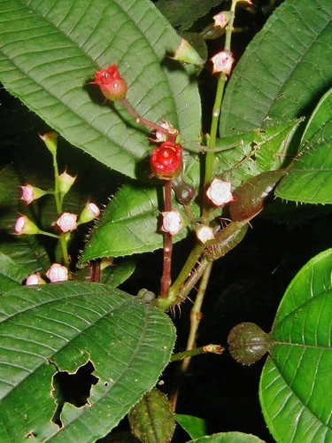 Miconia bullifera