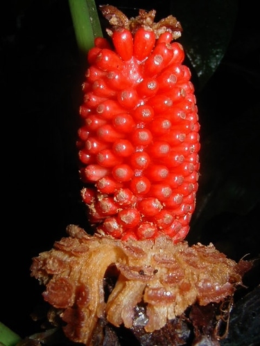 shortstem philodendron