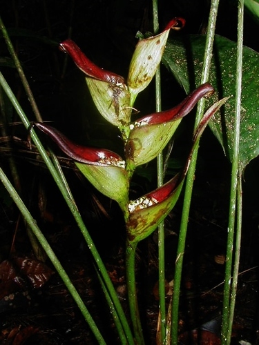 Heliconia lourteigiae