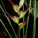 Heliconia lourteigiae - Photo (c) Marcos Silveira, all rights reserved, uploaded by Marcos Silveira