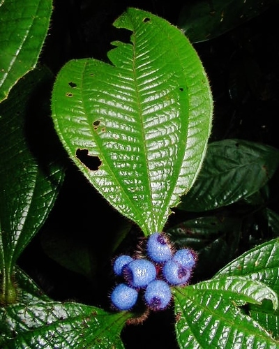 Miconia formicojuruensis